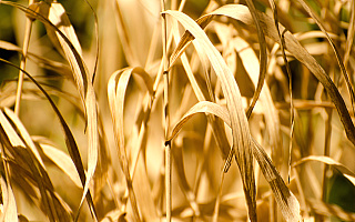 Rolnicy szacują tegoroczne straty, eksperci podkreślają: susza wcale nie minęła